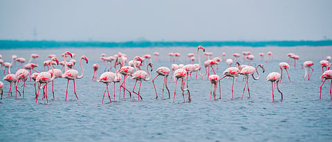Migratory birds bathing in the waters of Pulicat Lake